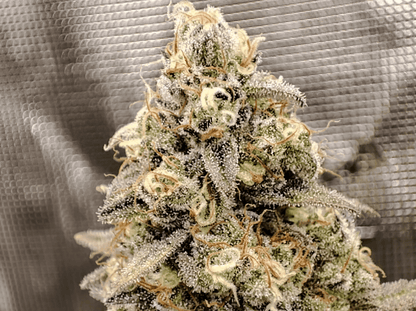 Buddha Cookie - Seeds